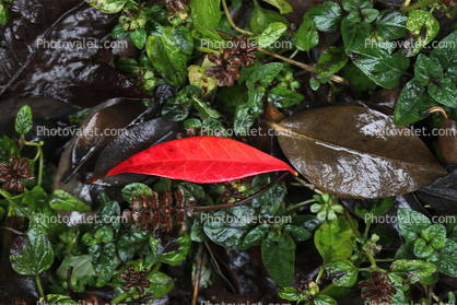 Fallen Leaf, decay, decaying, decomposition, water, stream