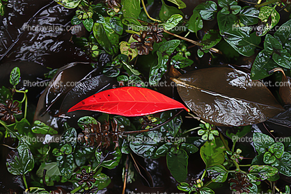 Red Shiny Rainy Leaf