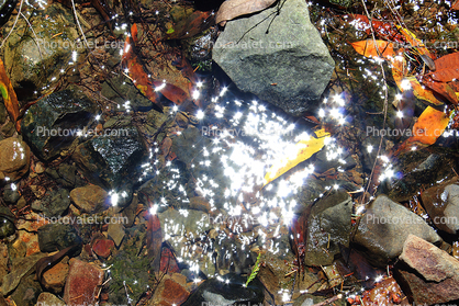 Fallen Leaf, decay, decaying, decomposition, water, stream