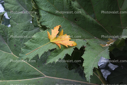 Decaying leaf rests on leaves