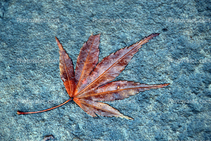 Wet Autumn Leaf on a Rock
