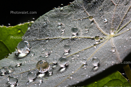 Dew Drop on a leaf, waterlens, dewdrop