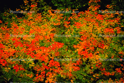Oregon in the fall, autumn