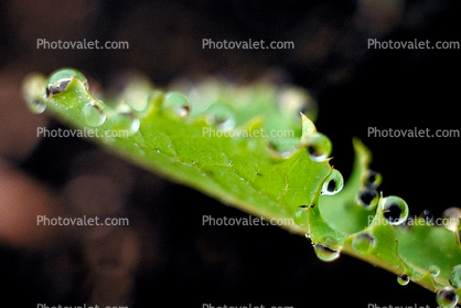 Dew Drops on a leaf, close-up