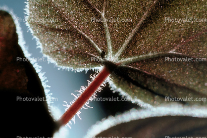 Hairy stem of a Leaf