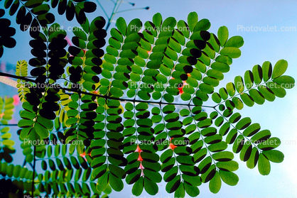 fractal leaves