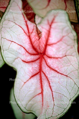 Coleus fractal Leaf, veins