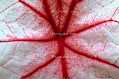 Coleus, Close-up, veins