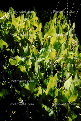 Leaf in a Forest