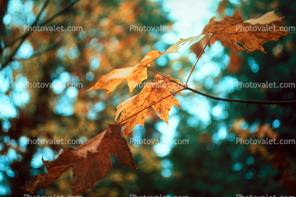 Leaves in a Forest, decay, decaying, decomposition