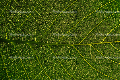 Walnut Leaf, Close-up