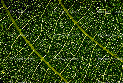 Walnut Leaf, Close-up