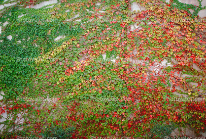 Ivy, fall colors, Autumn, Vegetation, Flora, Plants