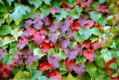 fractal vine leafs, christmas