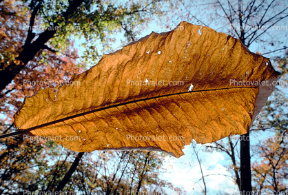 giant leaf in Kentucky, Decaying Leaves, decay, leaf, decomposing