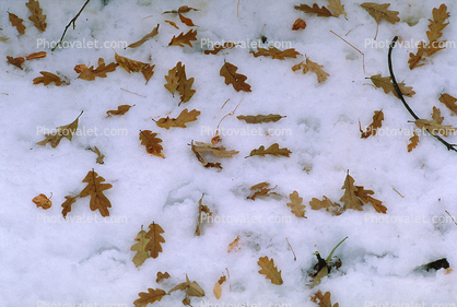 Decaying Leaves, decay, leaf, decomposing, Snow, Cold, Ice, Chill, Chilled, Chilly, Frigid, Frosty, Frozen, Icy, Nippy, Snowy, Winter, Wintry