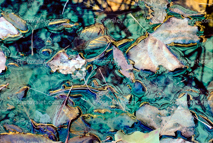 Decaying Leaves, decay, leaf, water, decomposing