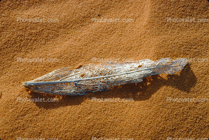 Decaying Leaf, Sand Dune, decay, leaves, decomposing