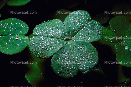 Clover Leaf, dew drops, close-up