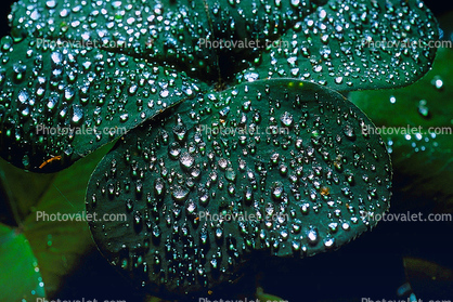 Clover Leaf, dew drops, close-up