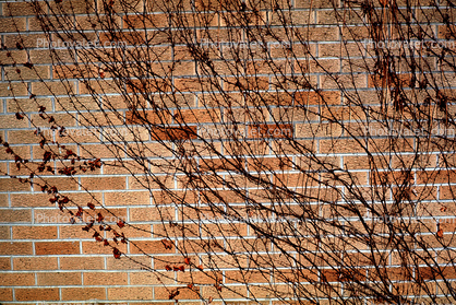 Ivy, Brick Wall