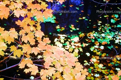 Fall Colors, Maple Leafs, autumn