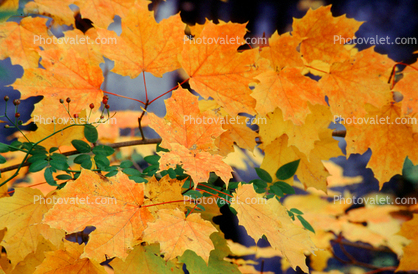 Fall Colors, Maple Leafs, autumn