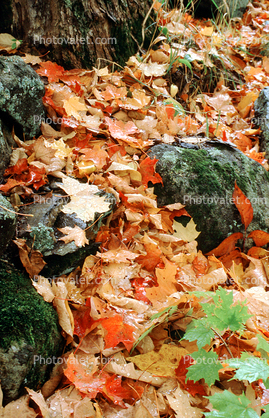 Fall Colors, Maple Leafs, decay, decaying, decomposition, autumn