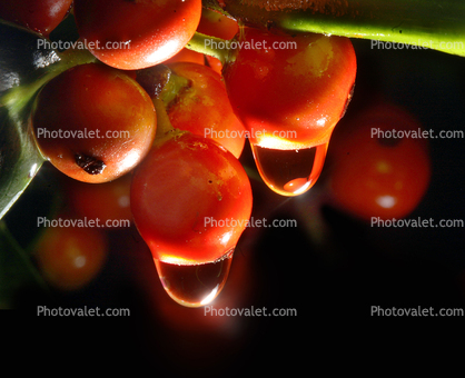 Water dripping from berries, waterlens