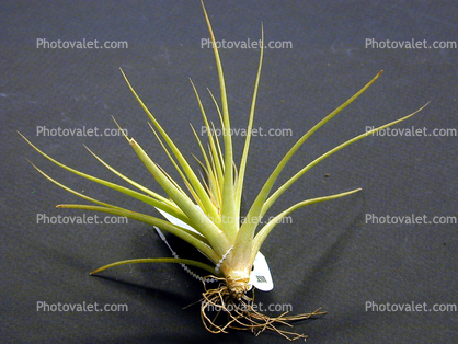 (Tillandsia concolor), Airplants, Epiphyte, Tillandsia, Poales, Bromeliaceae, Tillandsioideae