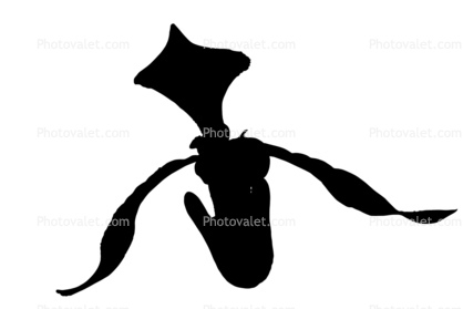 Lady Slipper silhouette, logo, shape