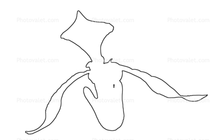 Lady Slipper line drawing, outline, shape