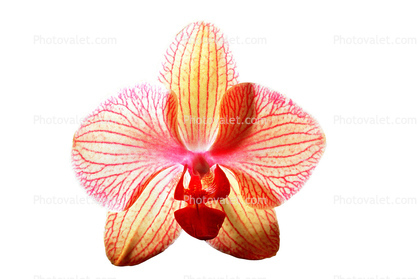 orchid photo-object, object, cut-out, cutout