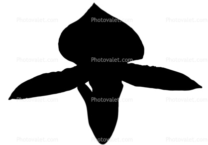 Orchid silhouette, logo, shape