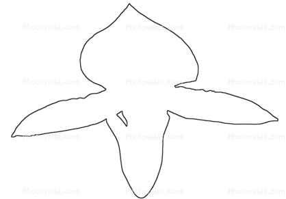 Orchid outline, line drawing, shape