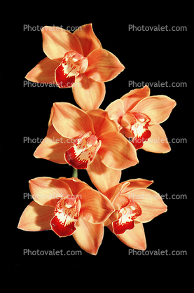 Orchid photo-object, object, cut-out, cutout