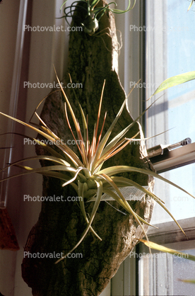Air Plant, Airplant, Epiphyte, Tillandsia