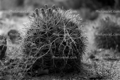 Barrel Cactus, Arizona Desert