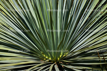 Spanish Bayonet, (Yucca Whipple), Monocot, Asparagales, Asparagaceae, Agavoideae, Yucca Plant