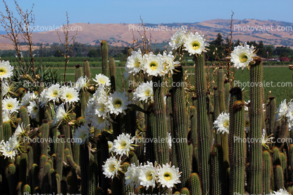 Cactus Flower in glorious bloom, Esparto, California