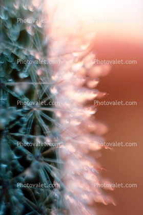 Dew Drops, Spikes, Thorns, Spikey