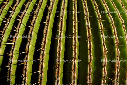 prickly, spikes, Barrel Cactus
