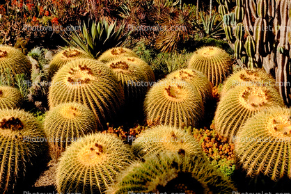 prickly, spikes, Barrel Cactus