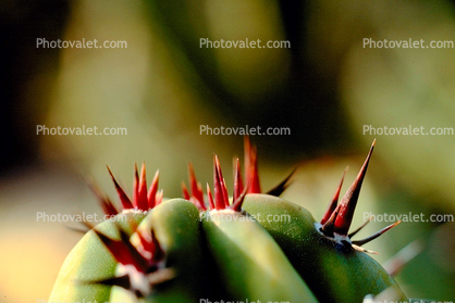 Spikes, Thorns, Spikey, prickly