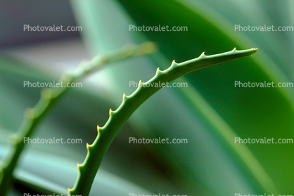 Aloe Vera, (Agave utahensis), Asphodelacea