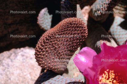 Cactus Flower, prickly, spikes