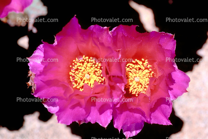 Cactus Flower Twins