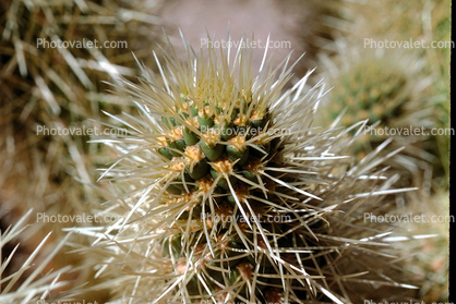 Joshua Tree National Monument, prickly, spikes