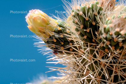 Cactus Flower, prickly, spikes