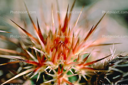 Prickly Spikey essence, Cactus Spines